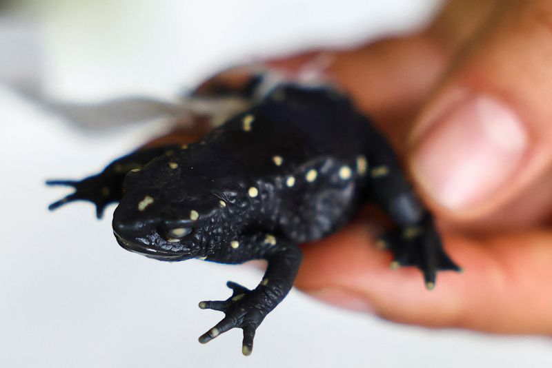 © Reuters. Andrea Galeano, head of amphibian and reptile collections at the Alexander von Humboldt Biological Resources Research Institute, holds a Atelopus marinkellei frog captured during the Humboldt Institute's expeditions, in Villa de Leyva, Colombia, October 11, 2024. REUTERS/Luisa Gonzalez