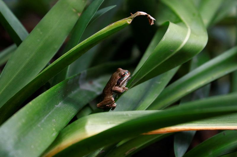 © Reuters. FILE PHOTO: An Andean marsupial tree frog (Gastrotheca riobambae) is pictured after its introduction into the wild as part of a Quito Zoo conservation project, in Quito, Ecuador, October 4, 2024. REUTERS/Karen Toro