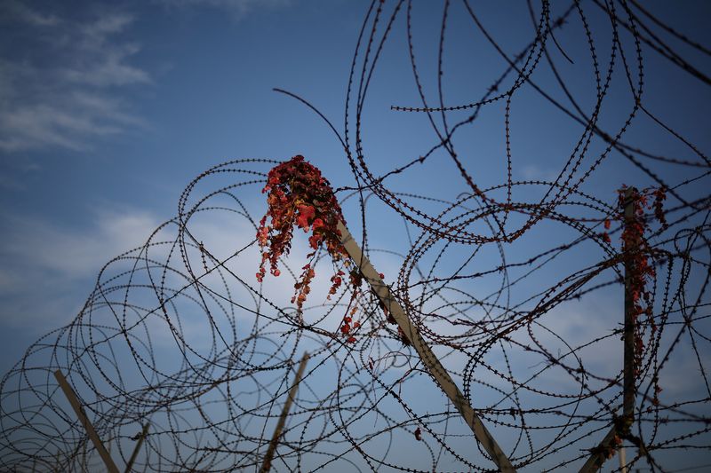 © Reuters. Autumn leaves are seen entangled on a military fence near the demilitarized zone separating the two Koreas in Paju, South Korea, October 31, 2024. REUTERS/Kim Hong-Ji