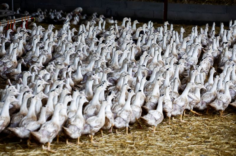 &copy; Reuters. Patos dentro de granja em Castelnau-Tursan, Françan24/01/2023nREUTERS/Stephane Mahe