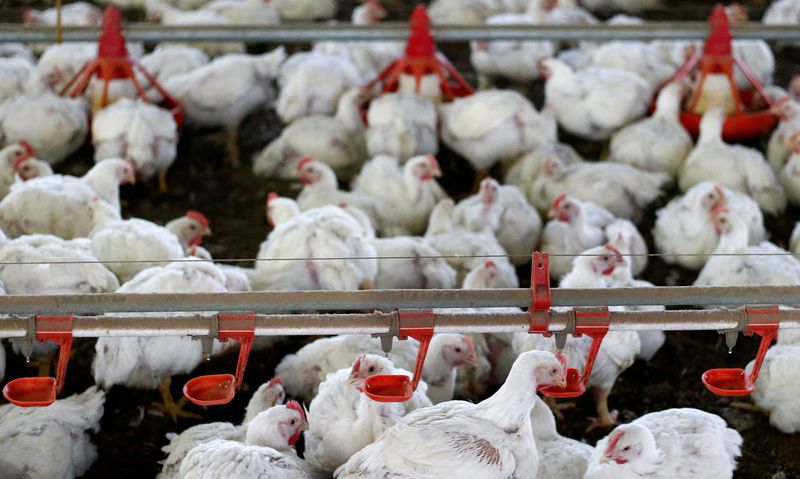 © Reuters. Frango em avícola na Lapa, Paraná
31/05/2016
REUTERS/Rodolfo Buhrer