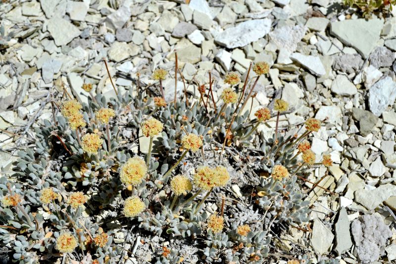 &copy; Reuters. FILE PHOTO: Tiehm's buckwheat plant is seen in this undated photo provided by the U.S. Fish and Wildlife Service.   Courtesy of USFWS/Sarah Kulpa/Handout via REUTERS/File Photo