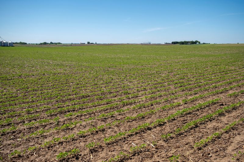 &copy; Reuters. FILE PHOTO: Soybean plants begin to show signs of growth at Mark Tuttle's soy farm in Somonauk, Illinois, U.S., May 30, 2024.  REUTERS/Jim Vondruska/File Photo