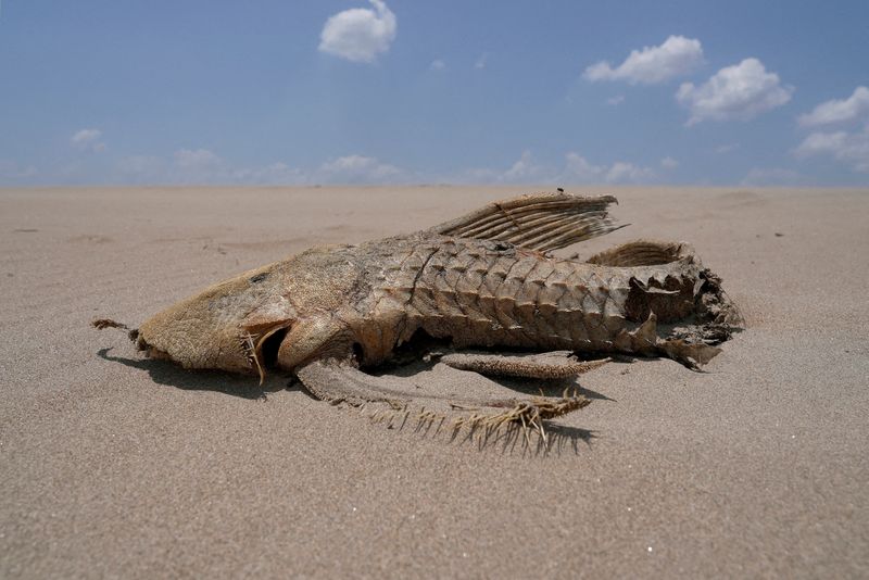 © Reuters. FILE PHOTO: A fish carcass is seen on a sandbank that emerged in the middle of the Solimoes River in the Amazon Basin, which is suffering from the worst drought on record, near Manacapuru, Amazonas state, Brazil September 20, 2024. REUTERS/Jorge Silva/File Photo