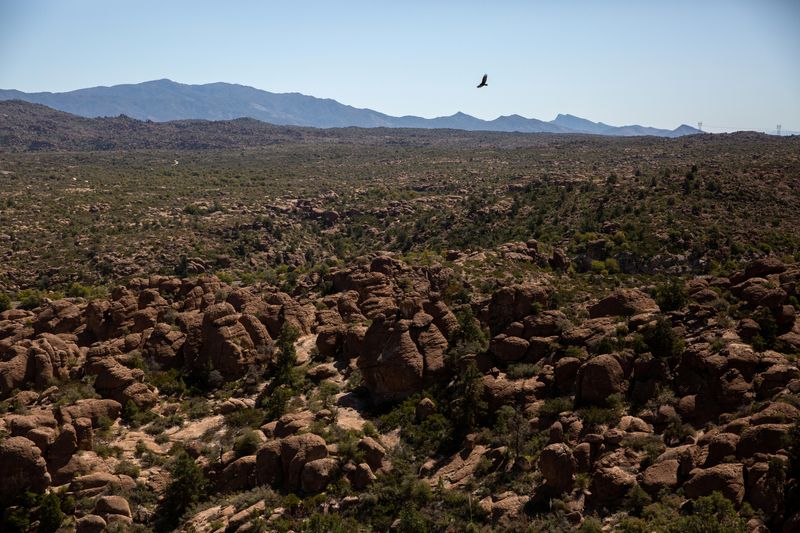 &copy; Reuters. A hawk flies over part of Oak Flat that is visible from a viewing area at the Resolution Copper exploratory mine shaft 10 facility and rehabilitated Magma Mine shaft 9 in Superior, Arizona, U.S., March 30, 2021. REUTERS/Caitlin O'Hara/ File Photo