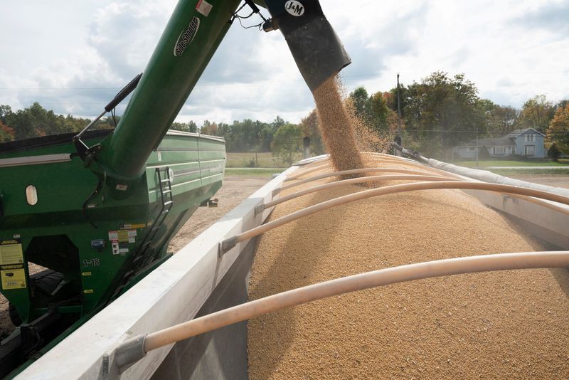 © Reuters. Soybeans are loaded into a truck from a transfer hopper during harvest season in Deerfield, Ohio, U.S., October 7, 2021.  REUTERS/Dane Rhys/File Photo