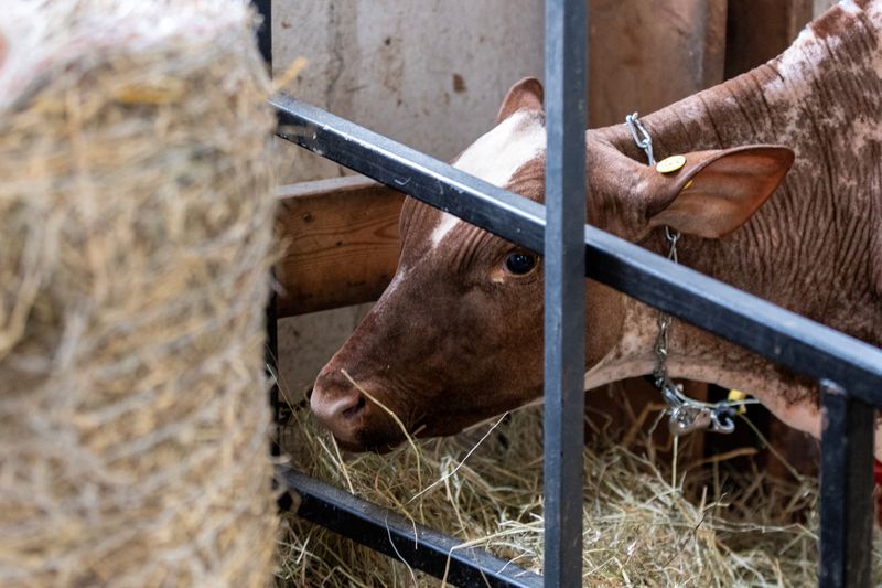 © Reuters. FILE PHOTO: Cows are shown by exhibitors at the state fair in West Allis, Wisconsin, U.S., August 9, 2024. Dairy farmers are taking precautions with testing for avian flu while exhibiting cattle during the fair. REUTERS/Jim Vondruska/File Photo