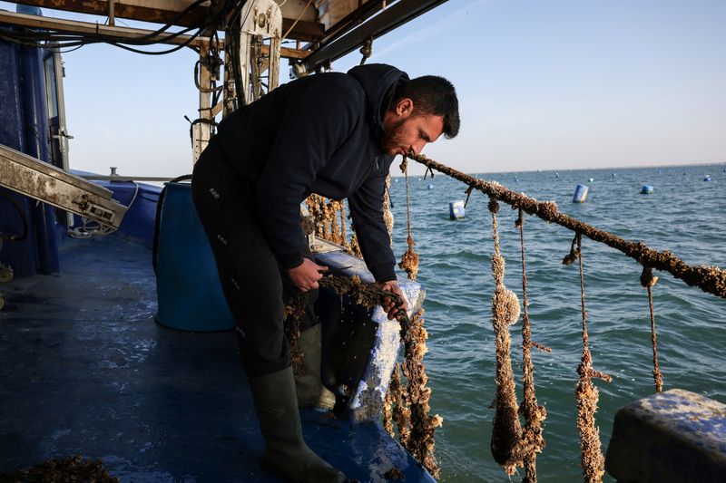 &copy; Reuters. Mussel farmer Yiannis Zakalkas, 30, holds a long line with mussels at a farm in the Thermaic Gulf, near Thessaloniki, Greece, October 29, 2024. REUTERS/Alexandros Avramidis