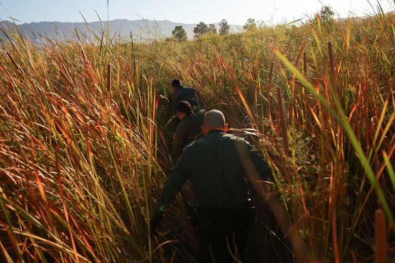 &copy; Reuters. Border Patrol agents search for migrants, Sunland Park, New Mexico, October 24, 2024. REUTERS/Jose Luis Gonzalez