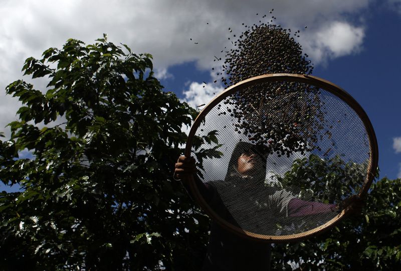 &copy; Reuters. Trabalhador seleciona café em peneiran18/05/2012nREUTERS/Nacho Doce