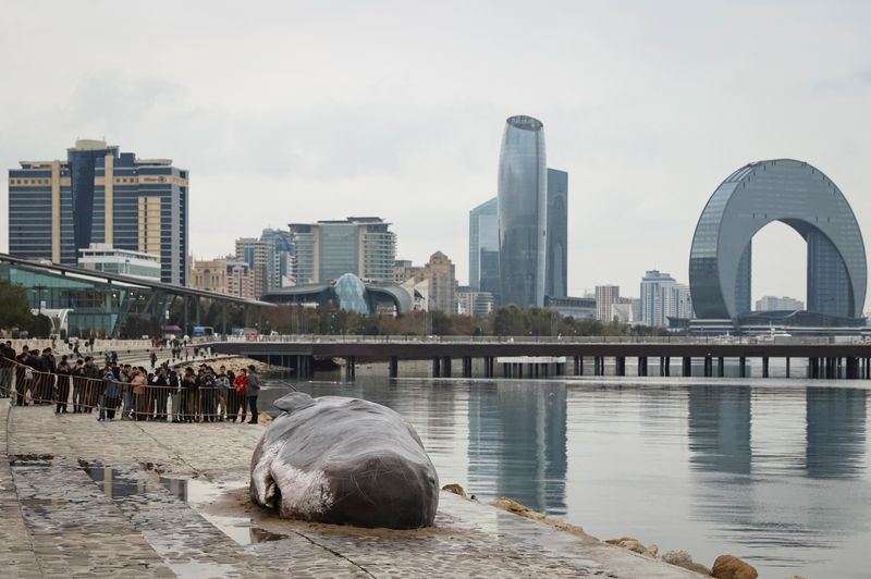 © Reuters. A beached whale installation by the Belgian art collective 'Captain Boomer' lies on embankment during the United Nations climate change conference COP29, in Baku, Azerbaijan November 11, 2024. REUTERS/Aziz Karimov