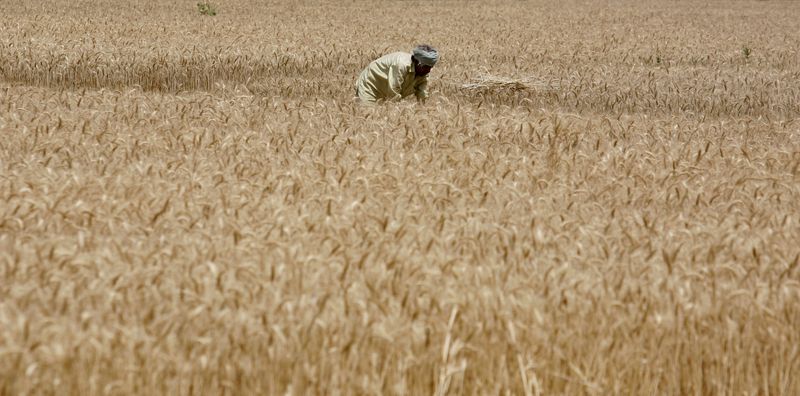 &copy; Reuters. Campo de trigon6/04/2011nREUTERS/Amit Dave