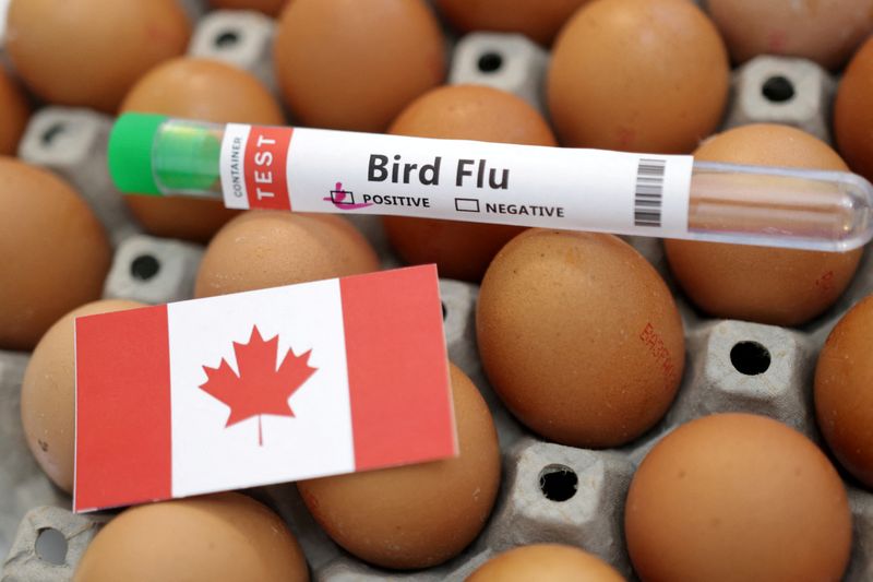 &copy; Reuters. Ilustração com tubo de ensaio com o rótulo "gripe aviária", ovos e um pedaço de papel com as cores da bandeira nacional canadense n14/01/2023nREUTERS/Dado Ruvic