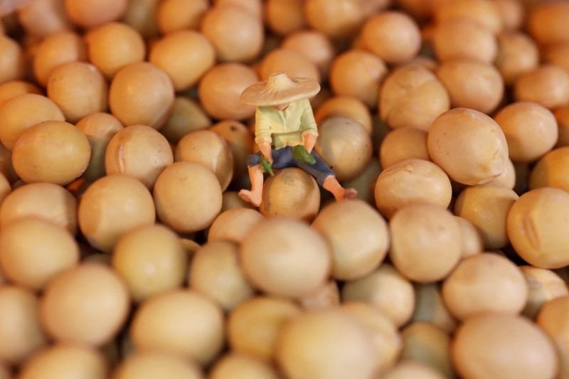 © Reuters. FILE PHOTO: Soybeans are displayed with a farmer miniature in this illustration picture taken June 20, 2023. REUTERS/Florence Lo/Illustration/File Photo