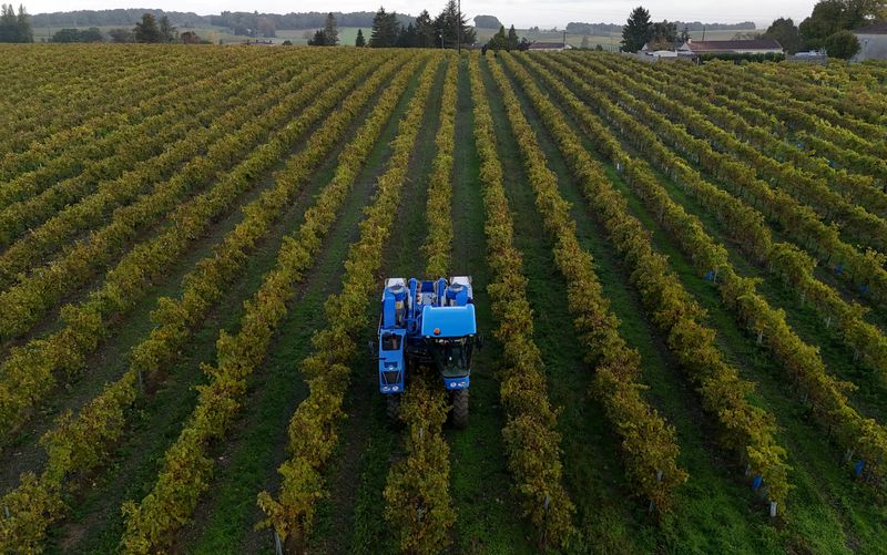 © Reuters. Vista de drone mostra uma máquina de colheita de uvas em um vinhedo em Bonneuil, perto de Cognac, na França
10/10/2024
REUTERS/Lucien Libert