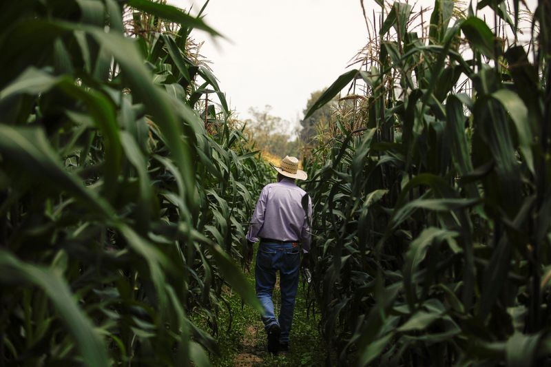 © Reuters. FILE PHOTO: Researcher Romel Olivares Gutierrez walks amid corn plants at Chapingo Autonomous University, in Texcoco, Mexico September 20, 2023. REUTERS/Raquel Cunha/File Photo