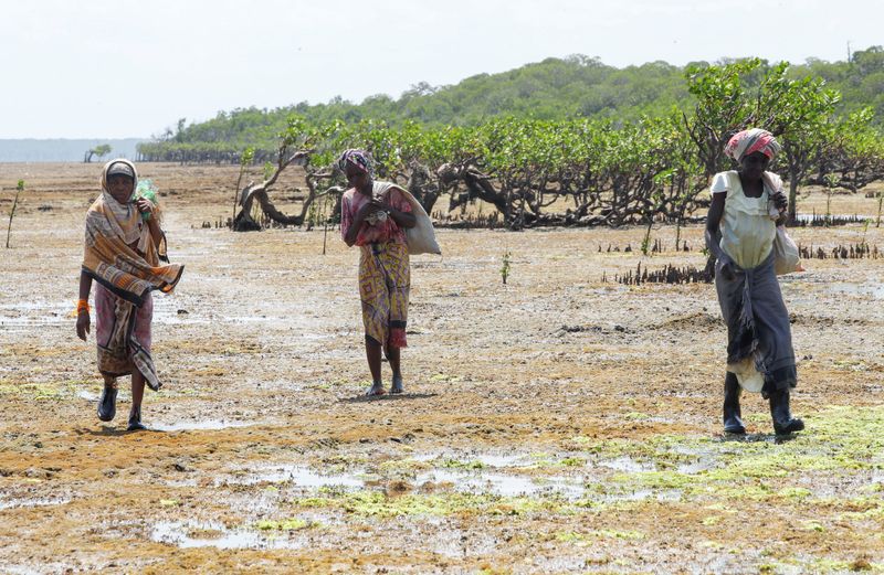 © Reuters. FILE PHOTO: Seaweed farmers carry their harvest used to make cosmetic products, from the Indian Ocean to the open beach in Kibuyuni village, Kwale county, Kenya October 21, 2024. REUTERS/Monicah Mwangi/File Photo