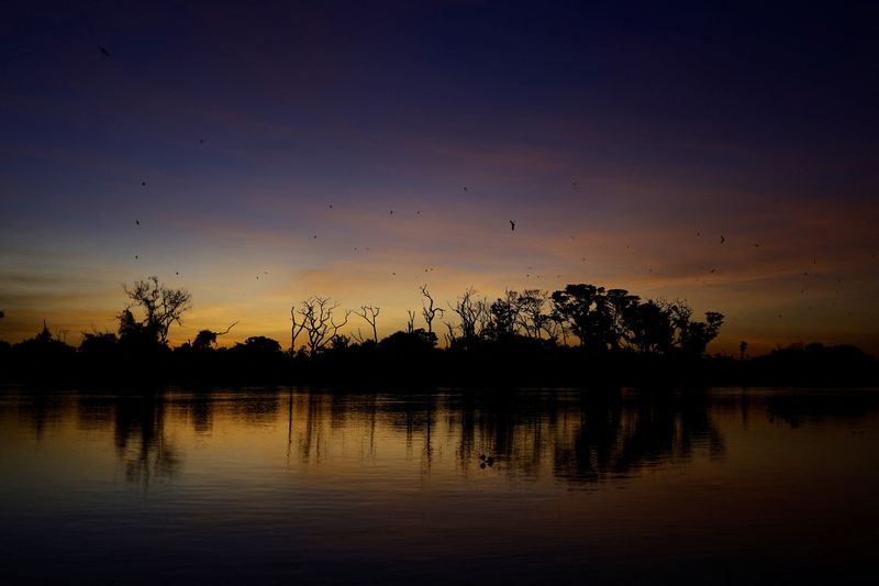 © Reuters. Bats fly over the vegetation in the Pantanal, the world's largest wetland, in Corumba, Mato Grosso do Sul state, Brazil, June 9, 2024. REUTERS/Ueslei Marcelino/File Photo