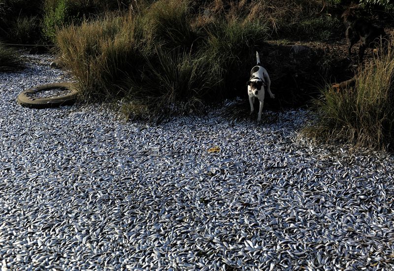 © Reuters. A dog stands next to thousands of dead sardines washed up on the shores of the Laraquete river, as local authorities say the fish could have died due to a lack of oxygen in the water, in Laraquete, Chile February 15, 2021. REUTERS/Jose Luis Saavedra/File Photo