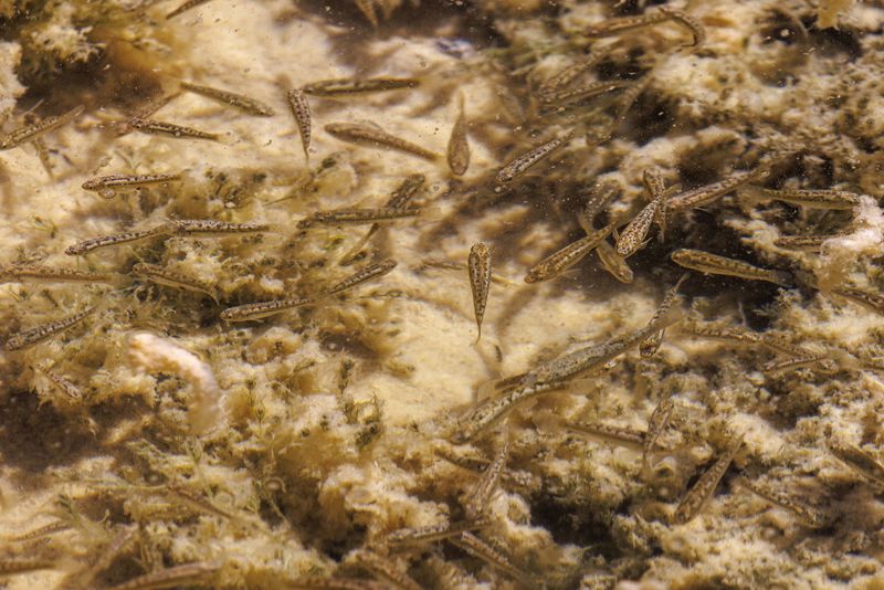 © Reuters. A school of fish of 'Karachi' or 'Orestias Ascotanensis', swims inside a water source on Ascotan salt flat, in Ollague town area, in the Andean highlands, Antofagasta region, Chile October 31, 2024. REUTERS/Ivan Alvarado/File Photo