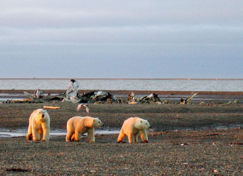 &copy; Reuters. FILE PHOTO: Three polar bears are seen on the Beaufort Sea coast within the 1002 Area of the Arctic National Wildlife Refuge in this undated handout photo provided by the U.S. Fish and Wildlife Service Alaska Image Library on December 21, 2005. U.S. Fish 