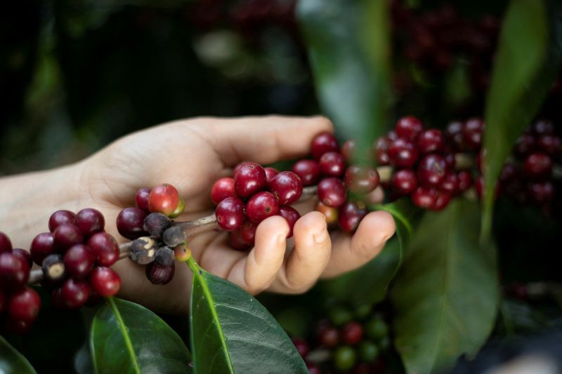 © Reuters. Colheita de café
4/12/2024
REUTERS/Maynor Valenzuela