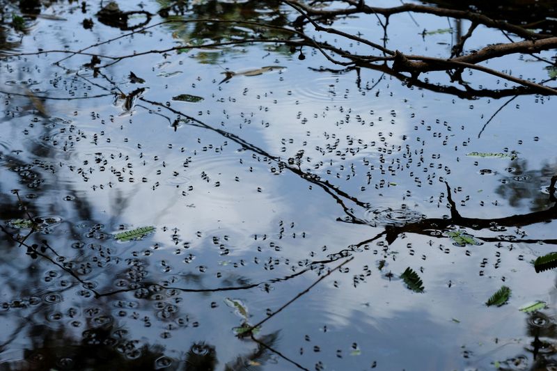 &copy; Reuters. Mosquitos pousam em águas paradas na Cidade da Guatemalan23/07/2024nREUTERS/Josue Decavele