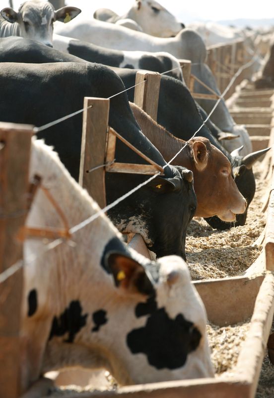 &copy; Reuters. Gado confinado é alimentado com grãos em fazenda em Deciolândia, em Mato Grosson07/09/2011nREUTERS/Paulo Whitaker