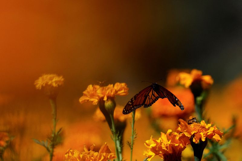 &copy; Reuters. FILE PHOTO: A monarch butterfly flutters in a field of marigolds, the traditional flower believed to guide the dead back to their loved ones, grown for use during Day of the Dead celebrations, in Boquillas, Mexico October 20, 2024. REUTERS/Daniel Becerril