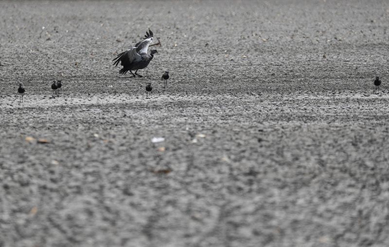 &copy; Reuters. Lago Navarro, que secou devido ao fenômeno climático La Niña, na província de Buenos Aires, na Argentinan05/12/2022 REUTERS/Agustin Marcarian