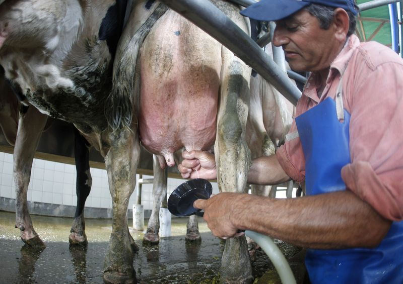 &copy; Reuters. Homem ordenha vaca na cidade de Totoras, ao norte de Buenos Aires, Argentinan01/02/2012nREUTERS/Enrique Marcarian