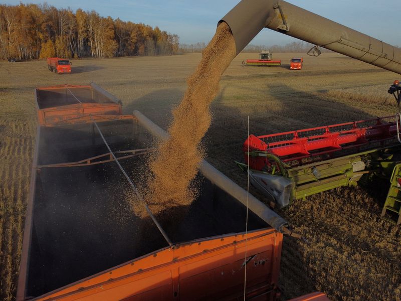 © Reuters. FILE PHOTO: A drone view shows a combine loading wheat into a truck during harvesting in a field of a local agricultural enterprise in the Cherlaksky district of the Omsk region, Russia, October 4, 2024. REUTERS/Alexey Malgavko/File Photo