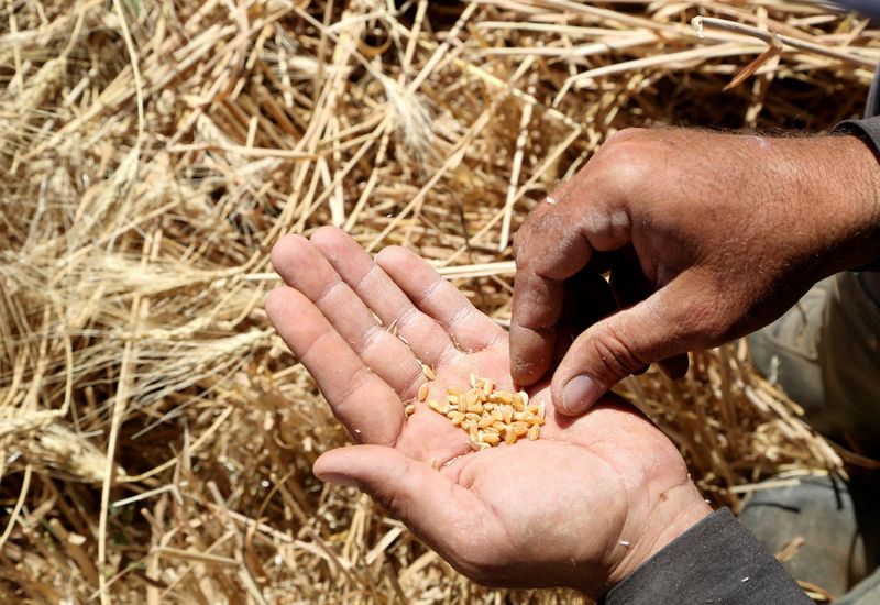 © Reuters. FILE PHOTO: Farmer Imad al-Sayyed holds wheat grains in a field in Deir Khabieh, Damascus suburbs, Syria June 17, 2021. Picture taken June 17, 2021. REUTERS/Yamam al Shaar/File Photo