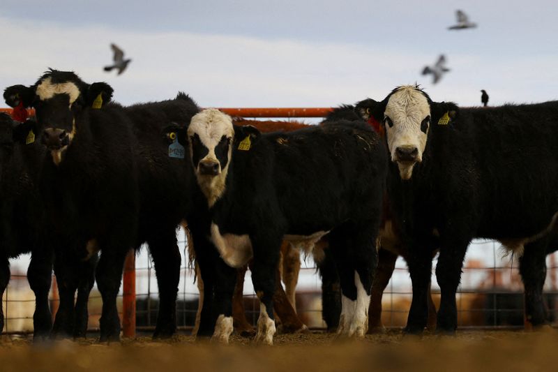 © Reuters. FILE PHOTO: Cattle stand in a corral before being returned to their place of origin, after the United States halted imports of Mexican cattle due to the detection of a New World screwworm case, at the facilities of the Regional Livestock Union of Chihuahua at the Jeronimo-Santa Teresa border crossing, on the outskirts of Ciudad Juarez, Mexico, November 27, 2024. REUTERS/Jose Luis Gonzalez/File Photo