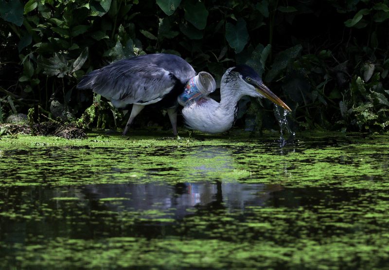 &copy; Reuters. FILE PHOTO: A heron with a plastic cup stuck through its throat stands on the banks of Morto river, in Rio de Janeiro, Brazil December 6, 2024. REUTERS/Ricardo Moraes/File Photo