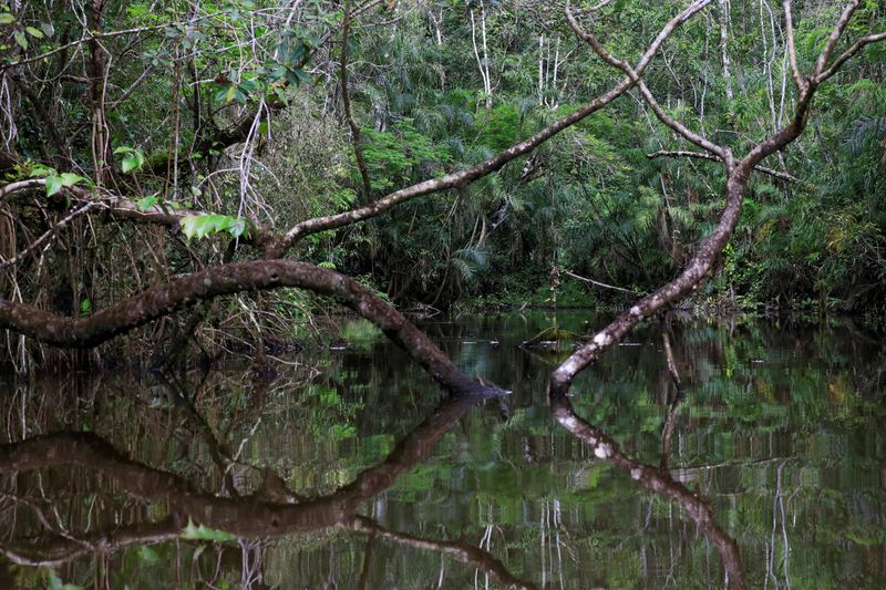 © Reuters. FILE PHOTO: A view of the Amazon rainforest at the lagoon of the Yasuni National Park in the Pastaza province, in Ecuador, July 29, 2023. REUTERS/Karen Toro/File Photo