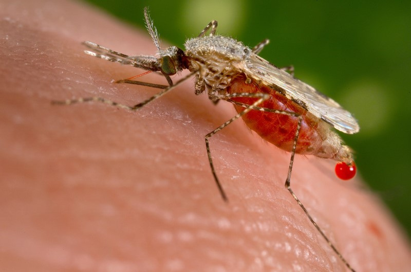 © Reuters. Mosquito Anopheles stephensi picando pessoa
23/11/2015
REUTERS/Jim Gathany/CDC/Handout via Reuters/File Photo