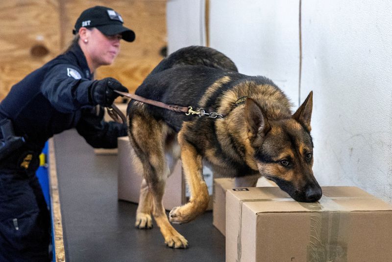 &copy; Reuters. FILE PHOTO: Kristen Ingram, a U.S. Customs and Border Protection officer, trains Soyer to detect narcotics in a simulated mail room, at a government training facility for drug-sniffing dogs who work to combat the transit of fentanyl and other drugs, in Fr