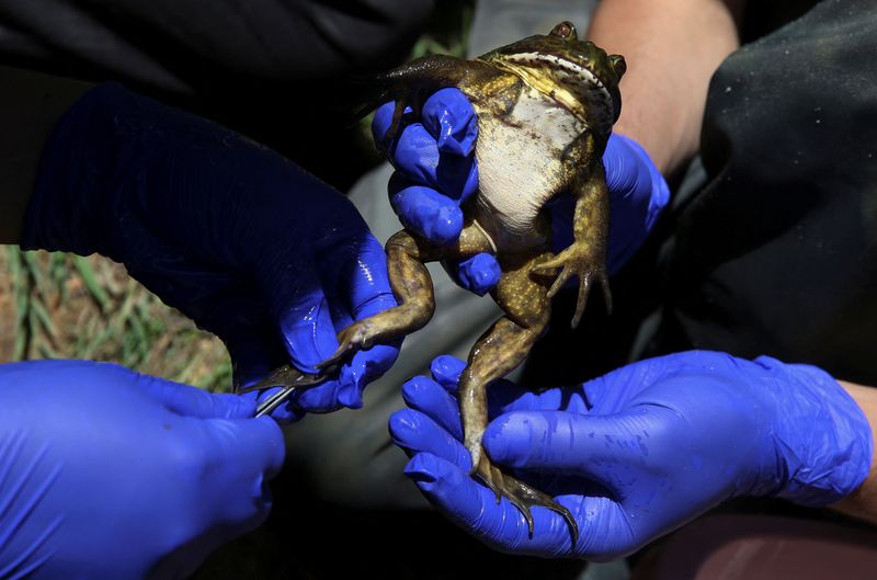 &copy; Reuters. Pesquisadores extraem material genético de sapo em Quilpué, no Chilen 8/12/2024    REUTERS/Rodrigo Garrido