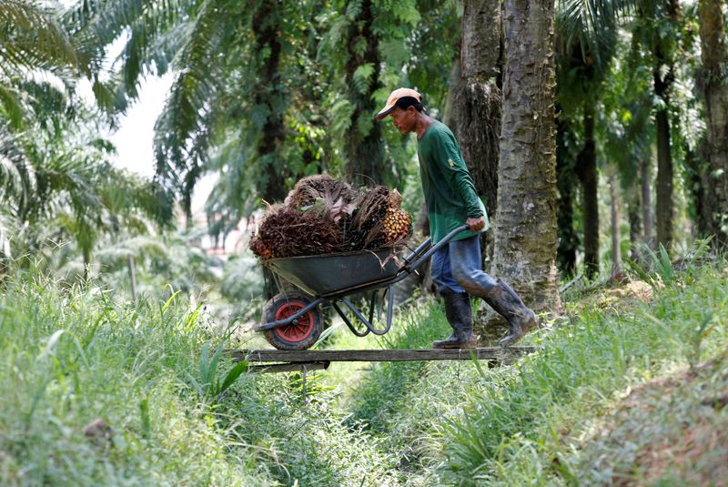 &copy; Reuters. Trabalhador carrega frutos da palma em Kuala Lumpur, Malásia