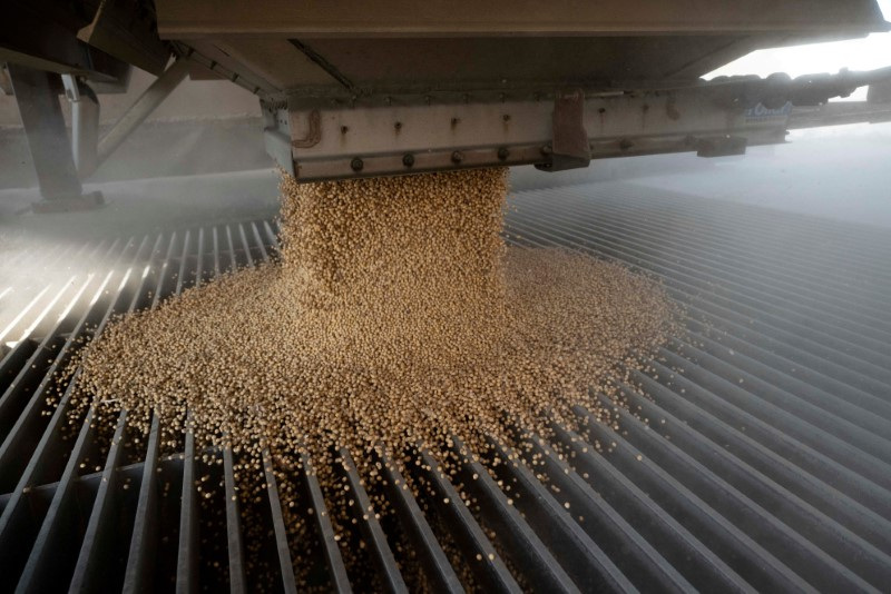 © Reuters. FILE PHOTO: A load of soybeans is dumped into an elevator hopper during harvest season at a facility in Massillon, Ohio, U.S., October 7, 2021. REUTERS/Dane Rhys/File Photo