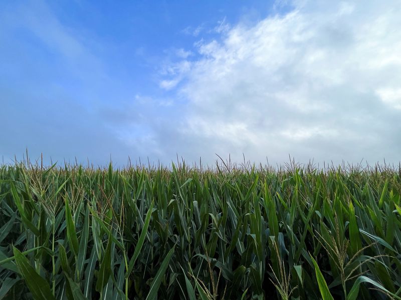 © Reuters. FILE PHOTO: A general view of cornfields near West Point, Iowa, U.S., August 5, 2023. REUTERS/Christopher Walljasper/File Photo