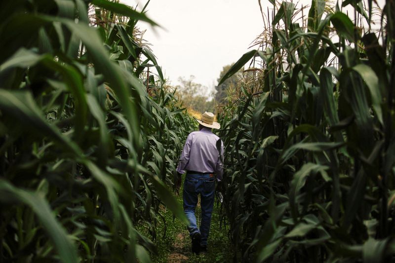 © Reuters. FILE PHOTO: Researcher Romel Olivares Gutierrez walks amid corn plants at Chapingo Autonomous University, in Texcoco, Mexico September 20, 2023. REUTERS/Raquel Cunha/File Photo