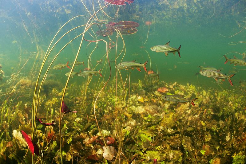 &copy; Reuters. FILE PHOTO: African tiger fish (Hydrocynus vittatus) swim in the Okavango river, Botswana in this undated handout picture. Michel Roggo/Handout via REUTERS/File Photo