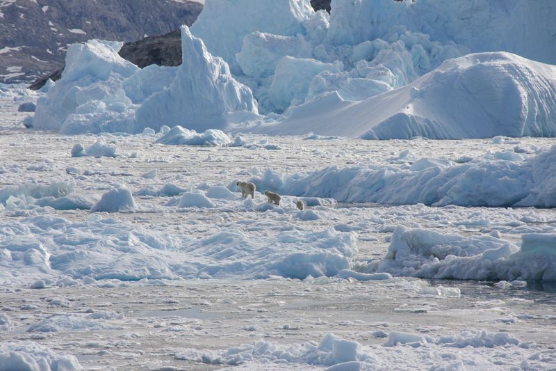 &copy; Reuters. FILE PHOTO: A polar bear family group, consisting of an adult female and two cubs, crosses glacier ice in Southeast Greenland in this handout photograph taken in September 2016. NASA OMG/Handout via REUTERS/File Photo