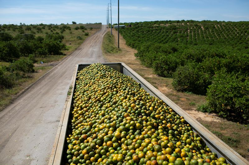 © Reuters. FILE PHOTO: A truck filled with oranges is seen during a harvest at a farm in Lake Wales, Florida, U.S., April 1, 2020. Picture taken April 1, 2020. REUTERS/Marco Bello/File Photo