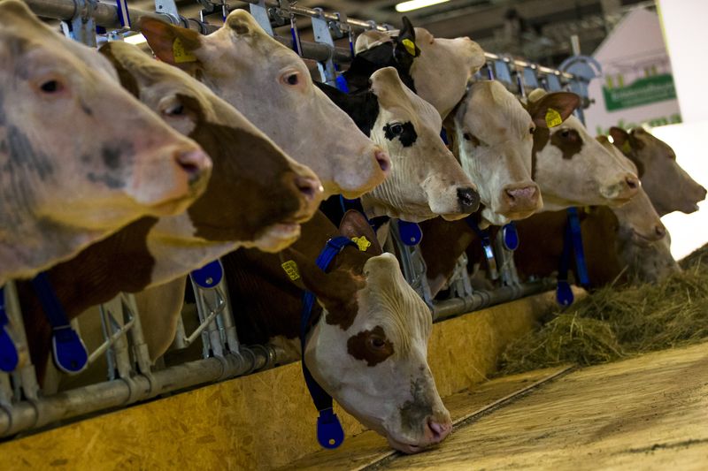 © Reuters. Gado em cercado na Adventure Farm em Berlim
16/01/2014
REUTERS/Thomas Peter