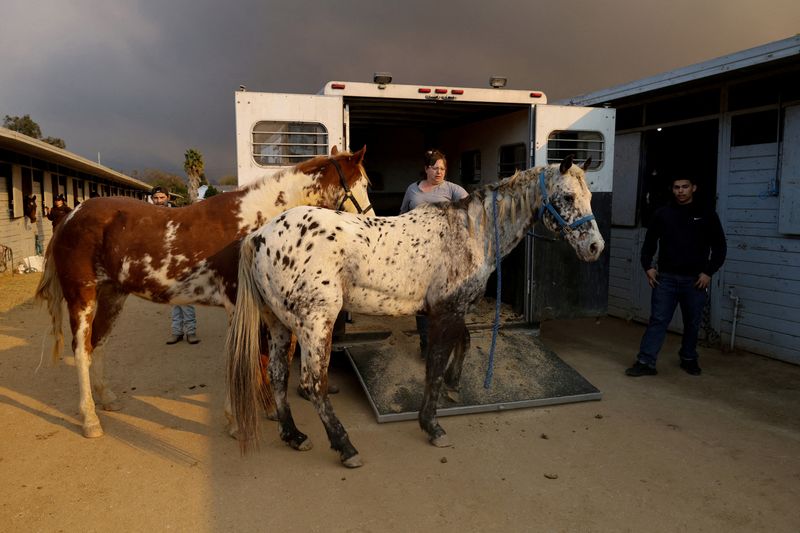 © Reuters. FILE PHOTO: Jodi Lakatos unloads the last 15 horses at the Los Angeles Equestrian Center following the evacuation of Altadena as large animals are evacuated from several wildfires, in Burbank, California, U.S. January 8, 2025. REUTERS/Carlin Stiehl/File Photo