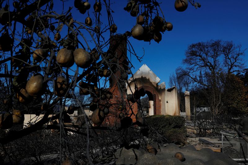 &copy; Reuters. A burned fruit tree hangs in front of a devastated home, as the Eaton Fire continues, in Altadena, California, U.S. January 14, 2025. REUTERS/Shannon Stapleton       