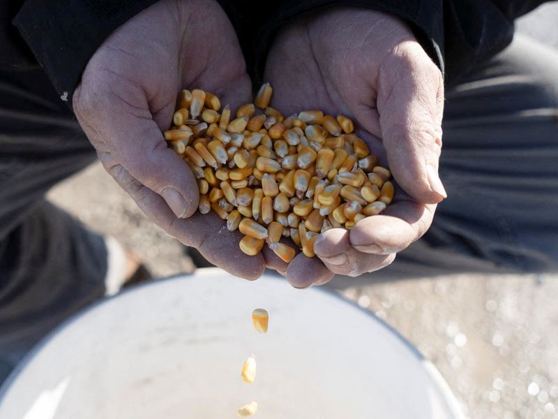 &copy; Reuters. FILE PHOTO: Corn falls out the hands of Farmer Dan Henebry at his farm in Buffalo, Illinois, U.S., February 18, 2024.    REUTERS/Lawrence Bryant/File Photo